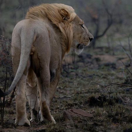 Sediba Luxury Safari Lodge Welgevonden Game Reserve Zewnętrze zdjęcie