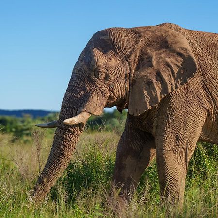 Sediba Luxury Safari Lodge Welgevonden Game Reserve Zewnętrze zdjęcie