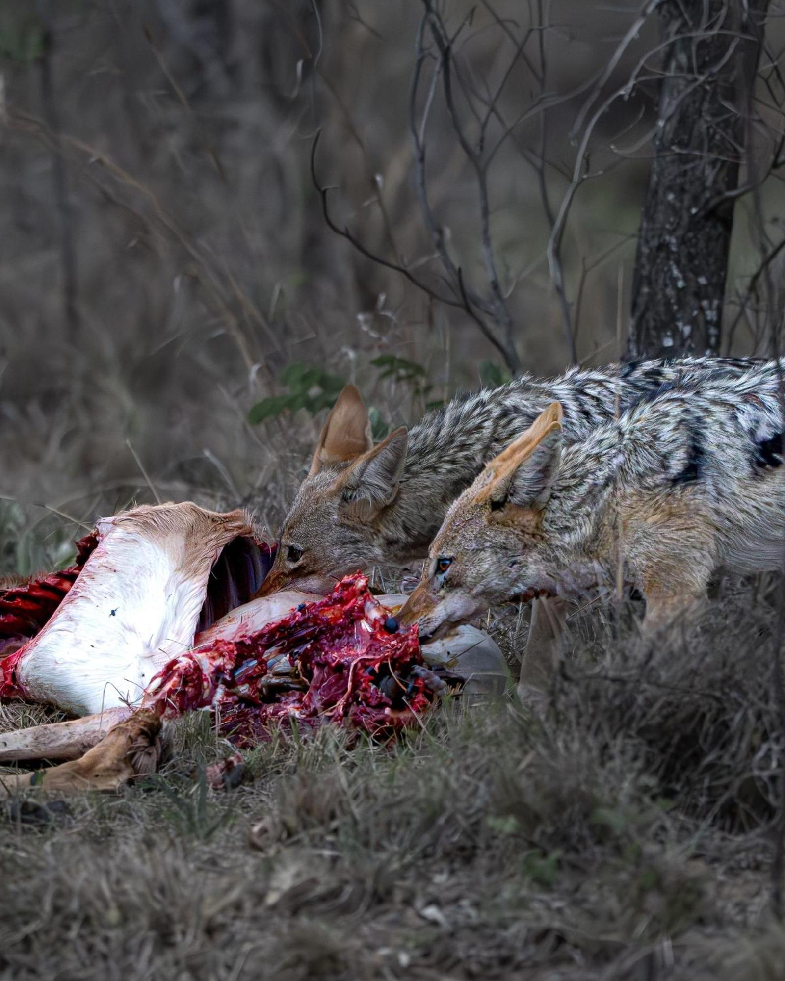 Sediba Luxury Safari Lodge Welgevonden Game Reserve Zewnętrze zdjęcie