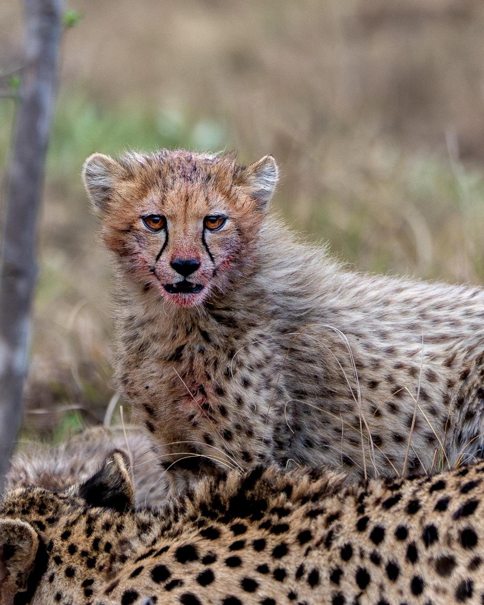 Sediba Luxury Safari Lodge Welgevonden Game Reserve Zewnętrze zdjęcie