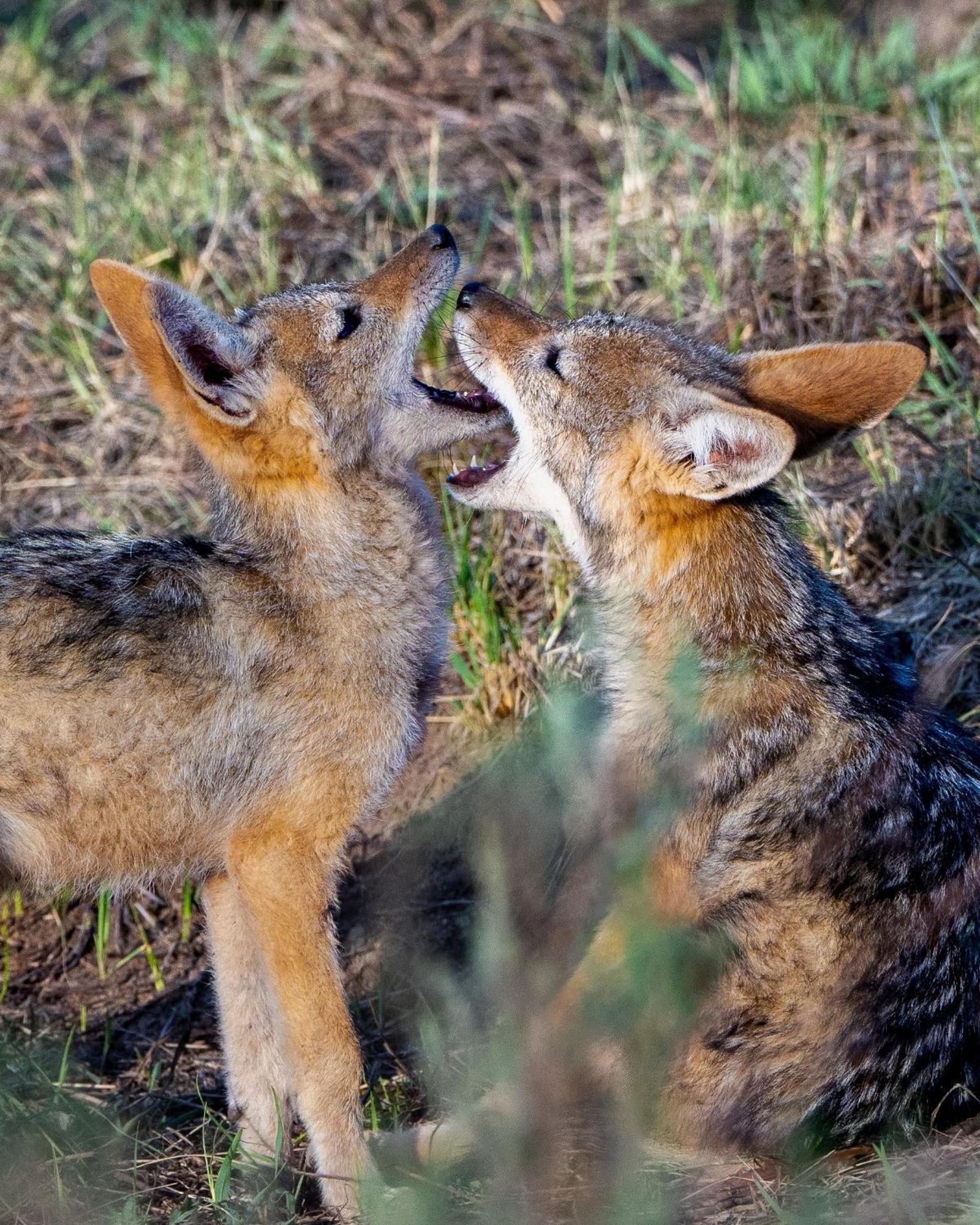 Sediba Luxury Safari Lodge Welgevonden Game Reserve Zewnętrze zdjęcie
