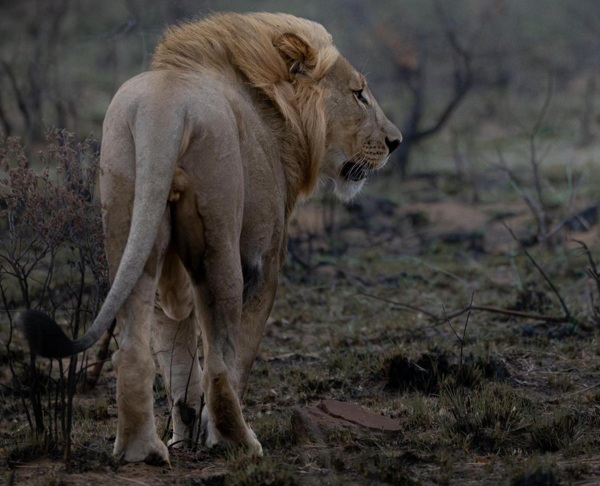 Sediba Luxury Safari Lodge Welgevonden Game Reserve Zewnętrze zdjęcie