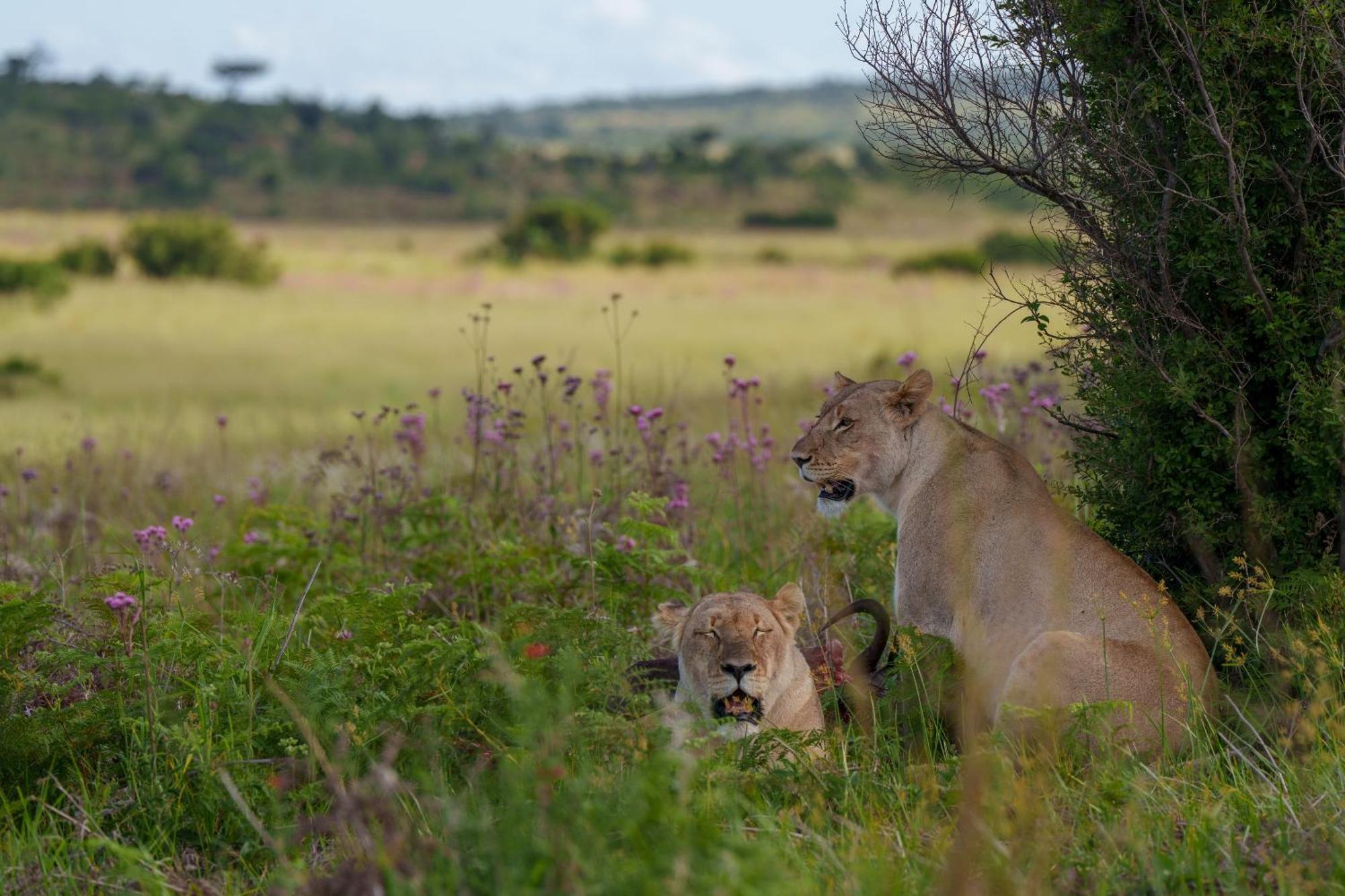 Sediba Luxury Safari Lodge Welgevonden Game Reserve Zewnętrze zdjęcie