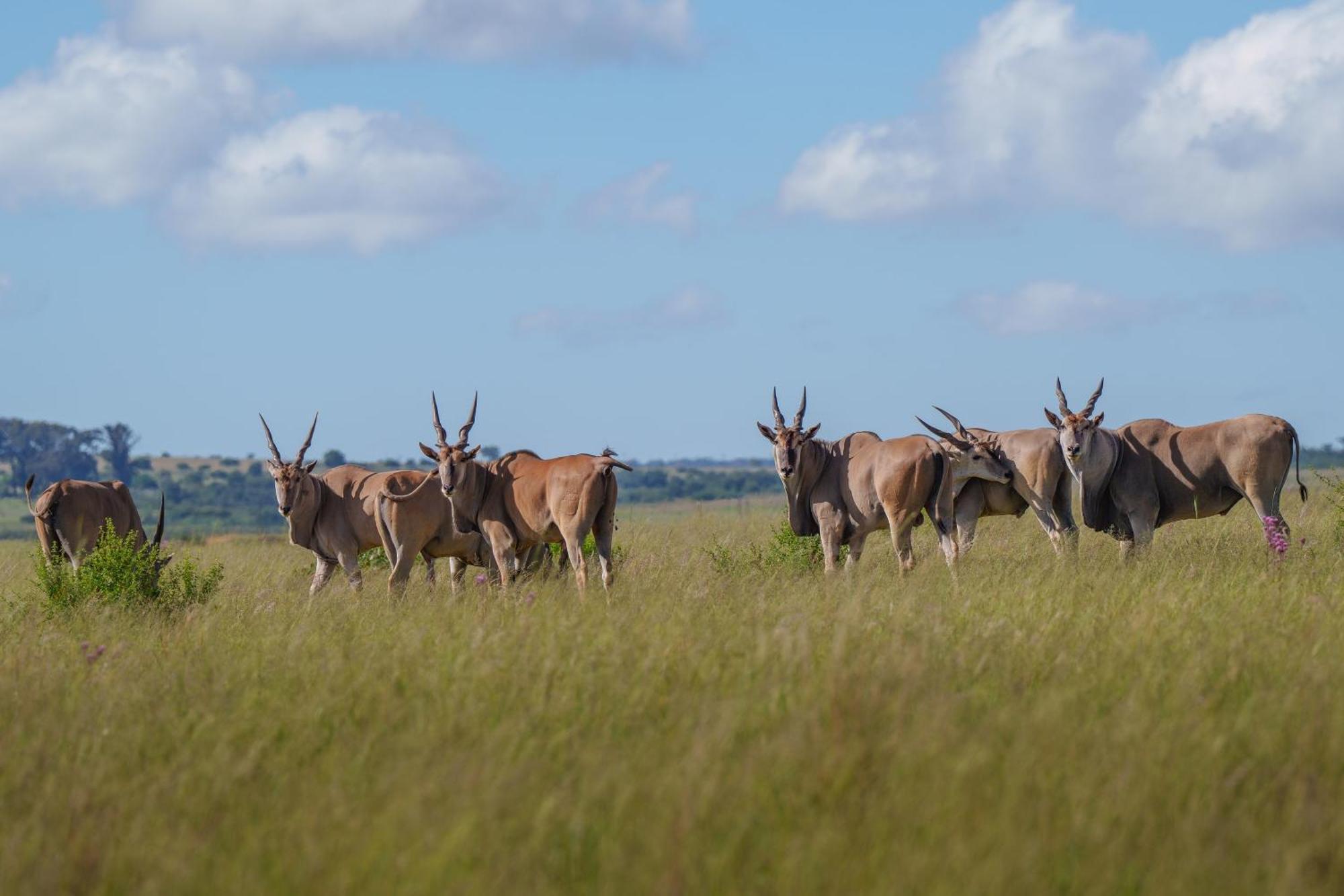 Sediba Luxury Safari Lodge Welgevonden Game Reserve Zewnętrze zdjęcie