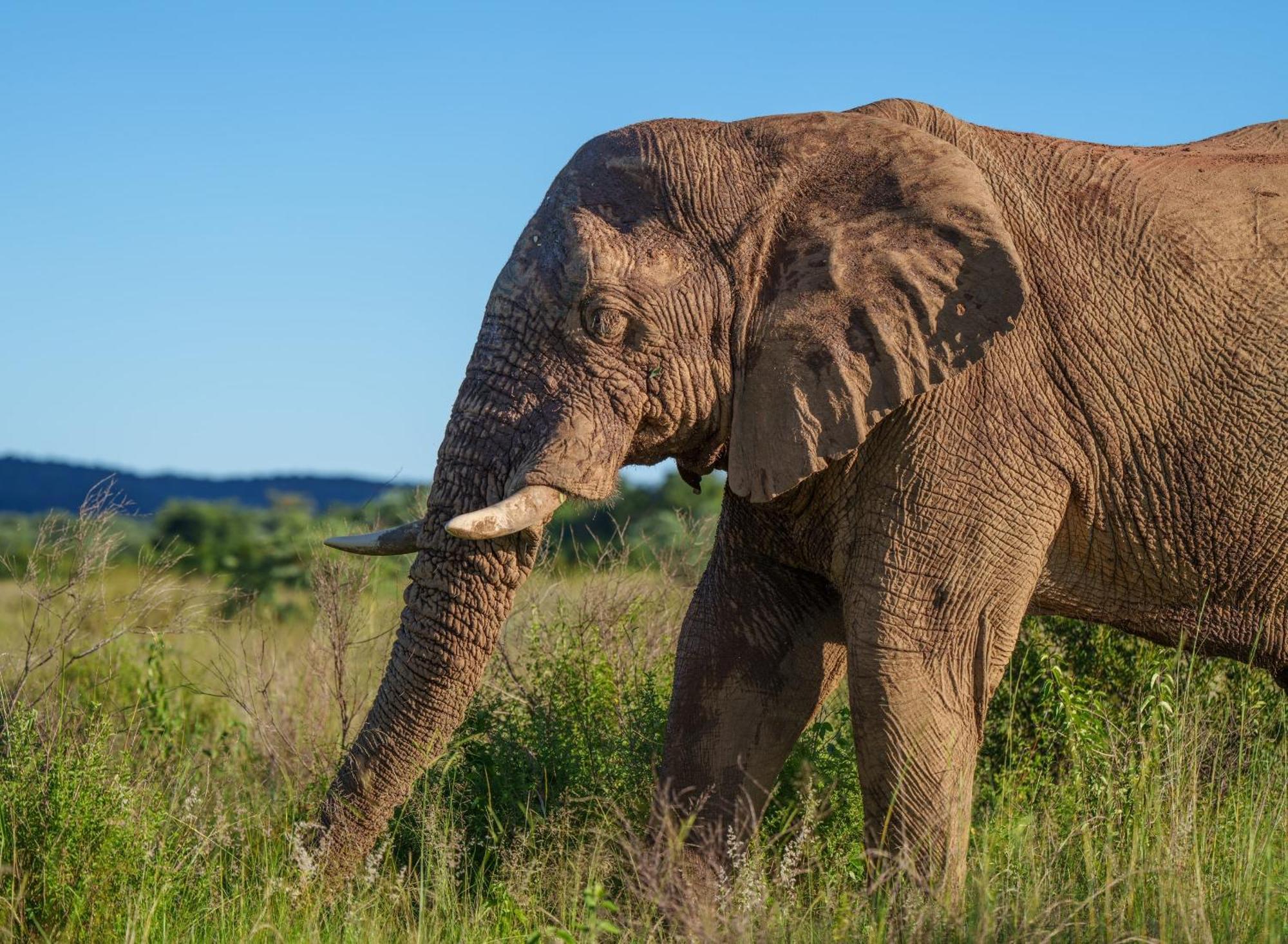 Sediba Luxury Safari Lodge Welgevonden Game Reserve Zewnętrze zdjęcie