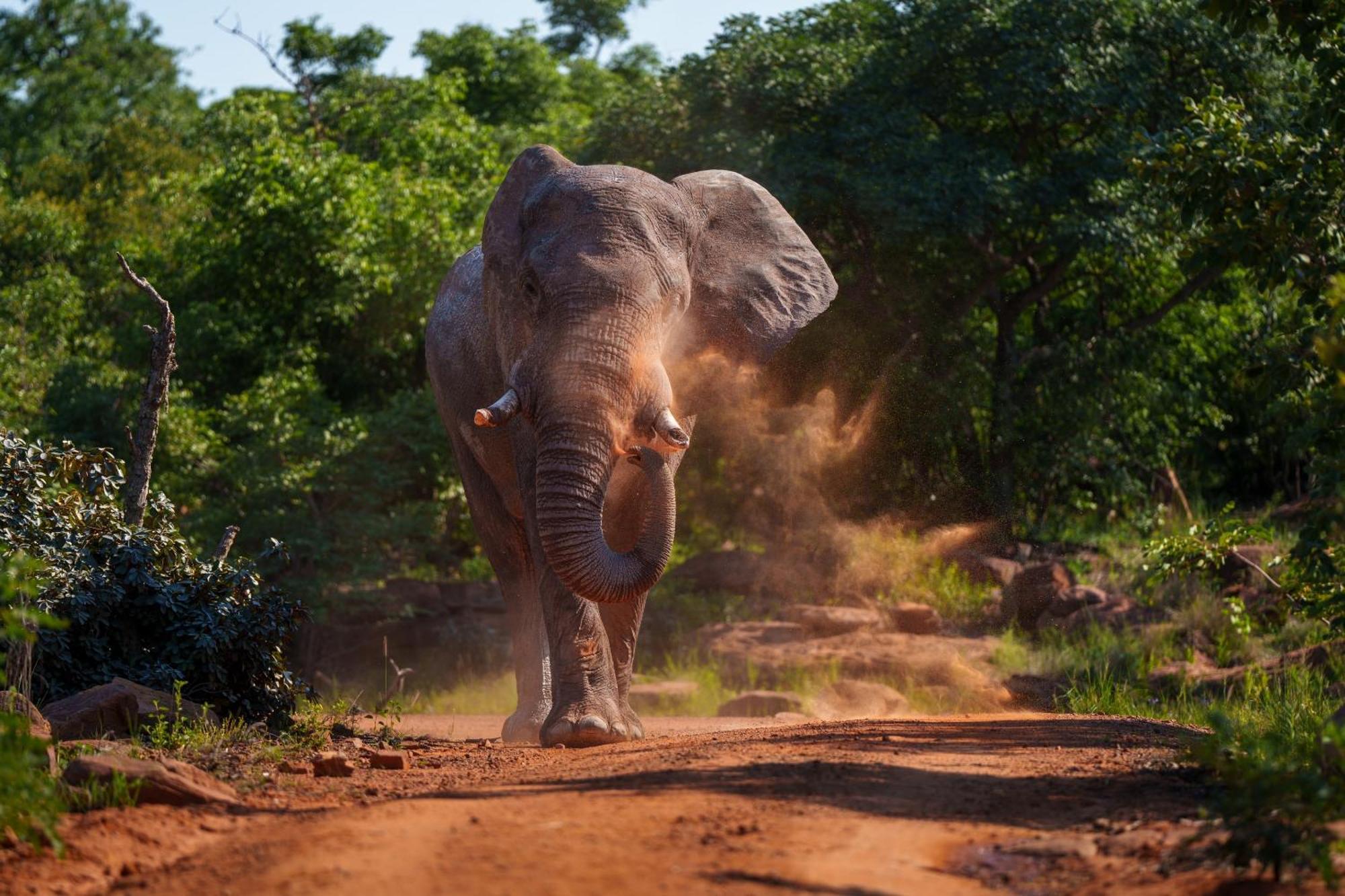 Sediba Luxury Safari Lodge Welgevonden Game Reserve Zewnętrze zdjęcie